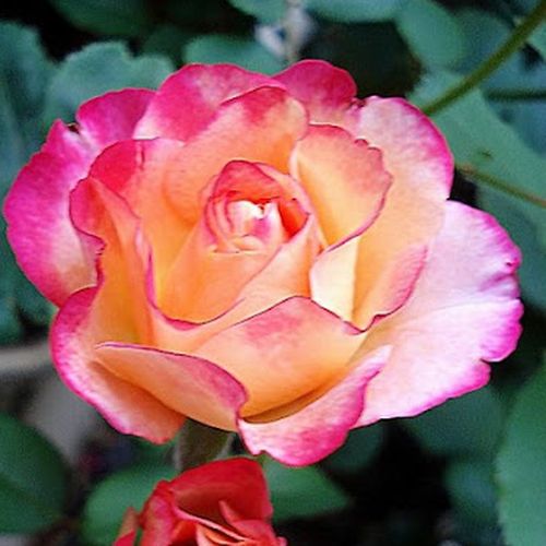 Sárga - vörös - Rózsa - Marseille en Fleurs - Online rózsa rendelés